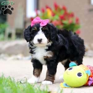 Lemonade, Mini Bernedoodle Puppy